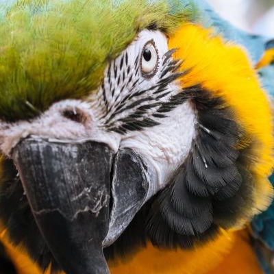 Griffin Gate Parrot Heads—A Jimmy Buffett Tribute